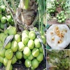 Dừa sáp chính gốc Cầu Kè - Trà Vinh